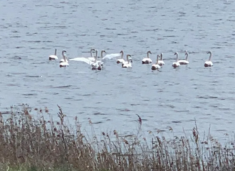 На водоеме Люберец поселился лебедь-шипун
