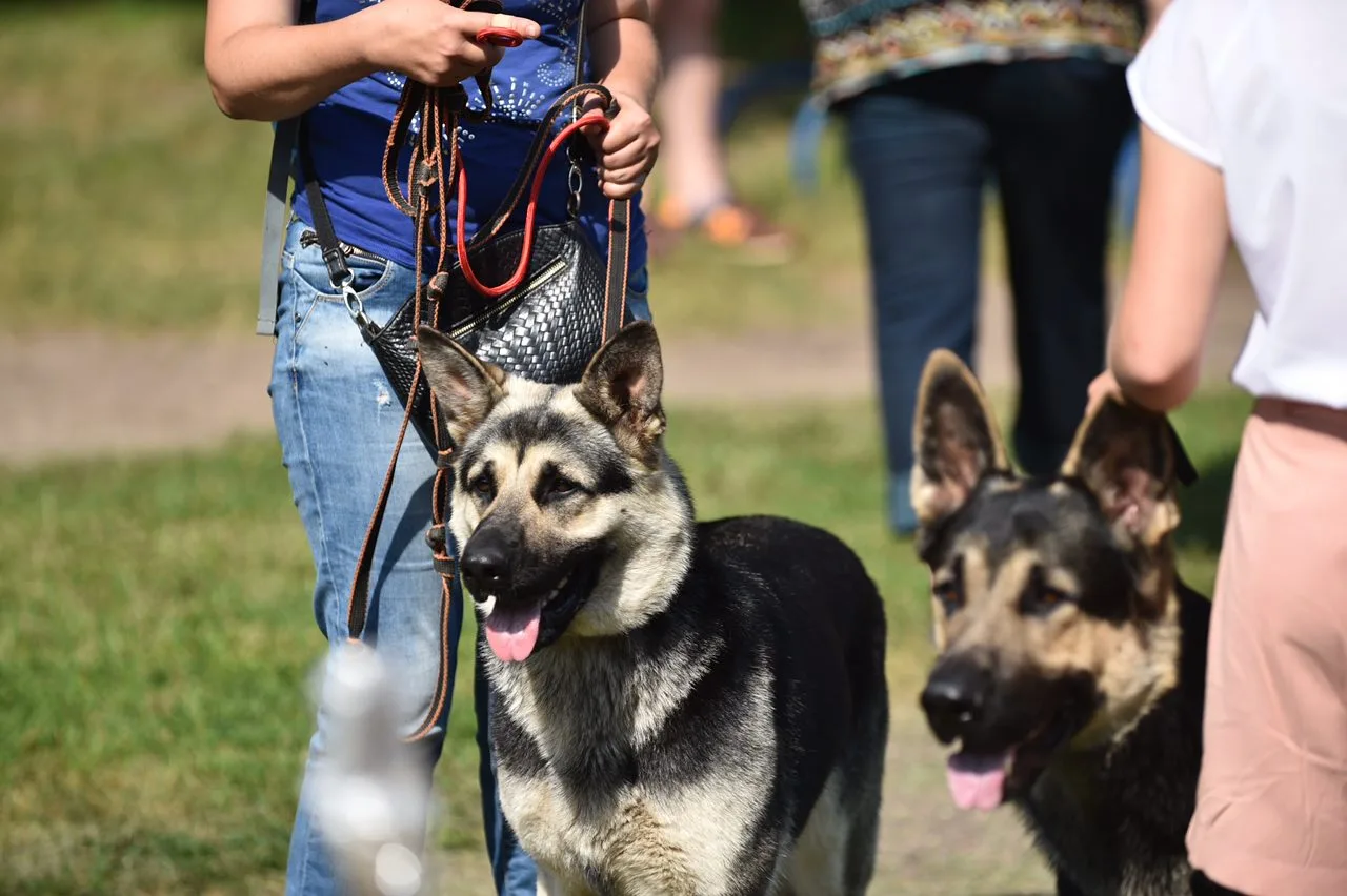 Жителям Люберец напомнили о необходимости регистрации домашних животных