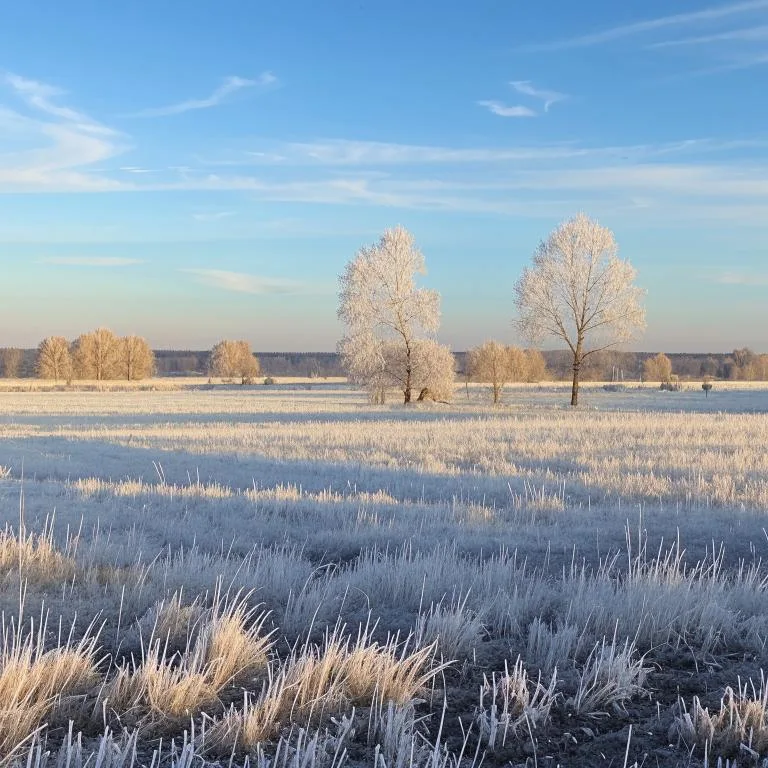 Предстоящей ночью в Московской области ожидаются заморозки