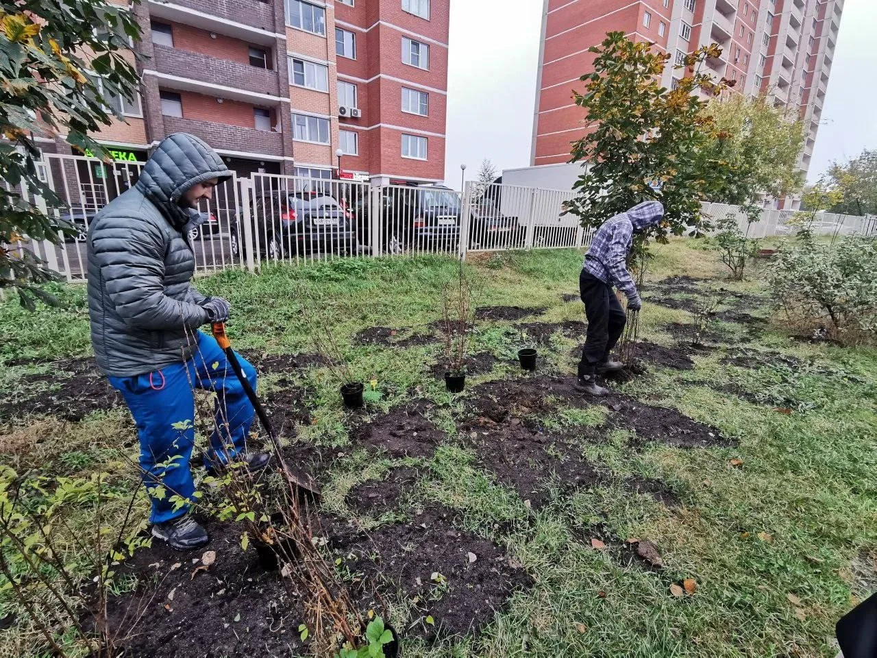 Более 200 кустарников высадили в поселках Люберец на текущей неделе