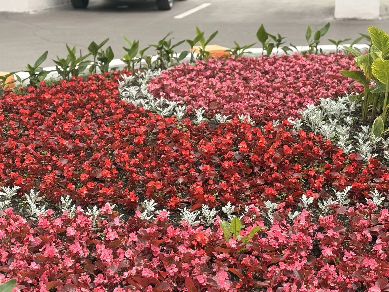 60 000 цветов будут высажены на городских клумбах в Дзержинском