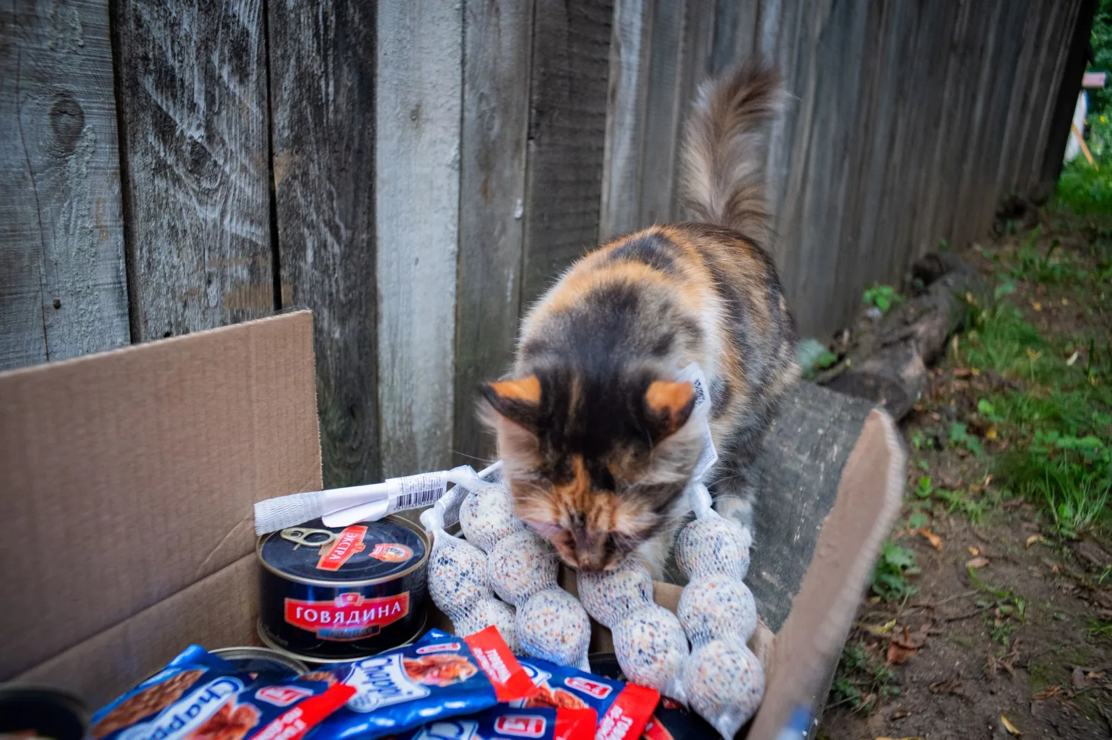 Более 400 кг корма для бездомных животных собрали в Люберцах в ходе благотворительной акции