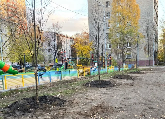 В Люберцах осенью во дворах высадили более 6,2 тысячи деревьев и кустарников