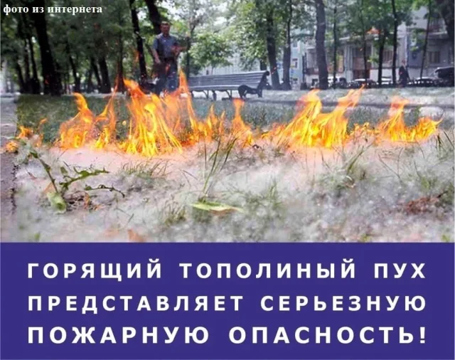 Огнеборцы напомнили жителям Люберец об опасности поджигания тополиного пуха