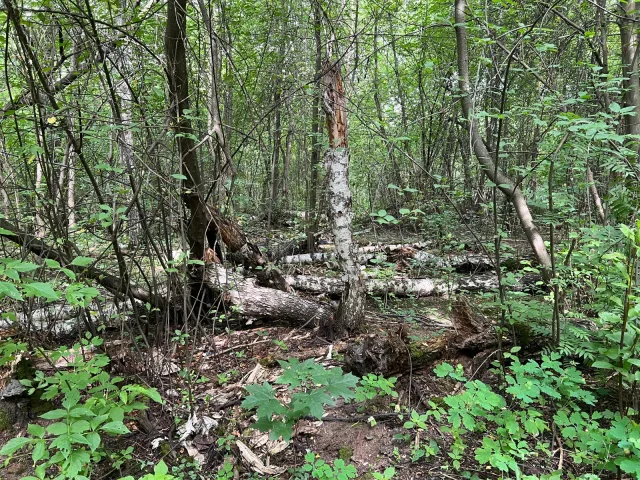 Жителей Люберец пригласили 13 июля на экоакцию по уборке леса