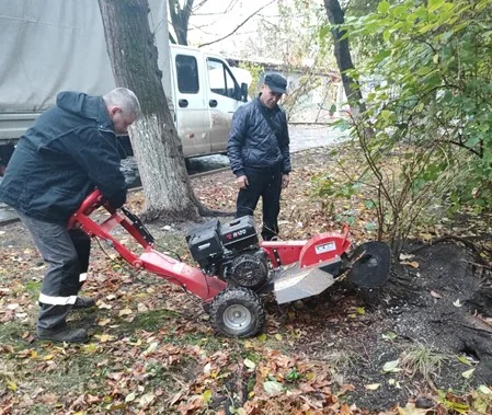 За неделю управляющие компании во дворах Люберец выкорчевали 145 пней