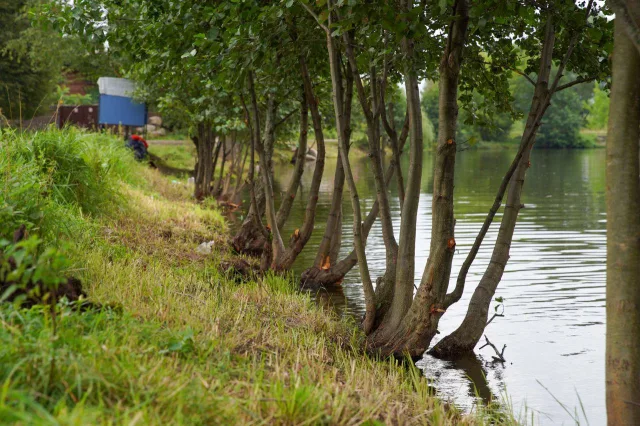 Жители Люберец до 15 января могут проголосовать за расчистку Токаревского пруда