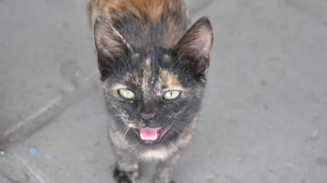 Владельцы домашних животных Люберец могут вакцинировать их от бешенства 28 февраля