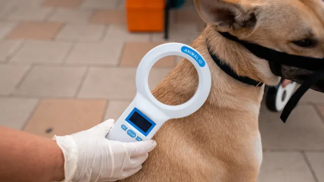 Изменилась дата работы мобильного офиса Госветслужбы в парке Люберец