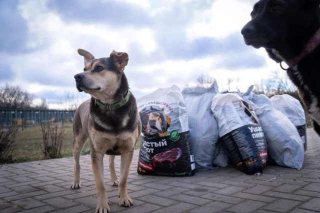 Более тонны сухого корма передали люберецкие молодогвардейцы приюту в Курской области