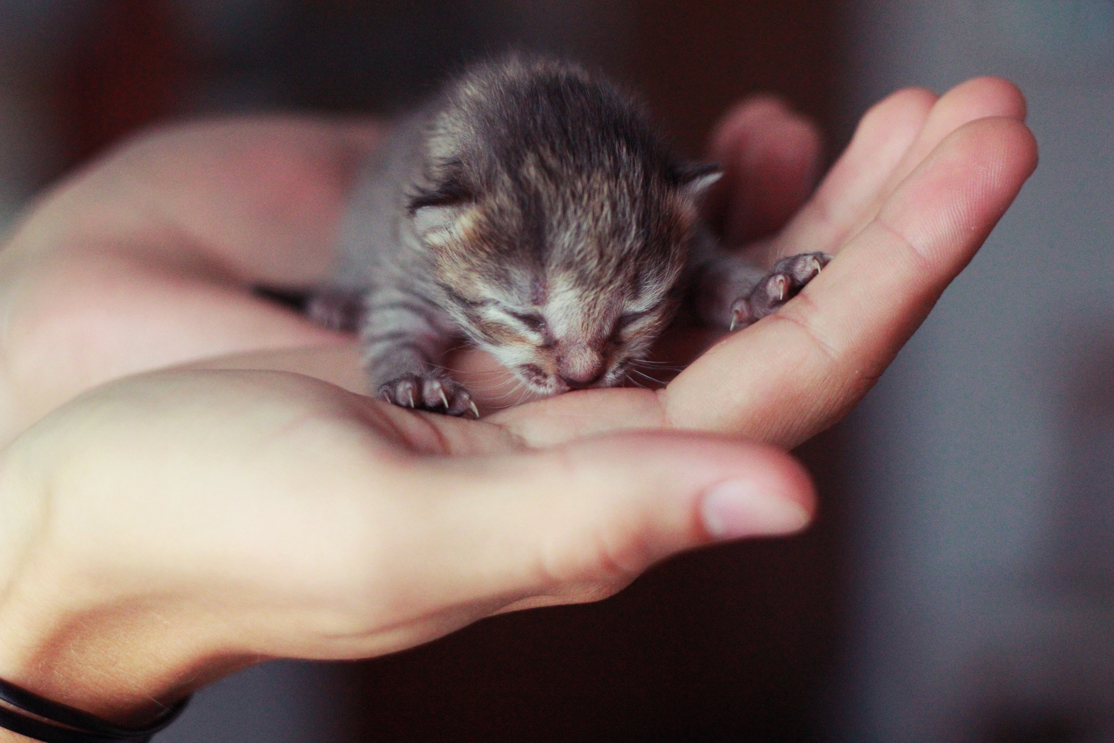 small cute kittens